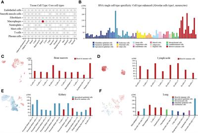 Multi-omics analyses of tumor-associated immune-infiltrating cells with the novel immune checkpoint protein tyrosine phosphatase 1B (PTP1B) in extracellular matrix of brain-lower-grade-glioma (LGG) and uveal-melanoma (UVM)
